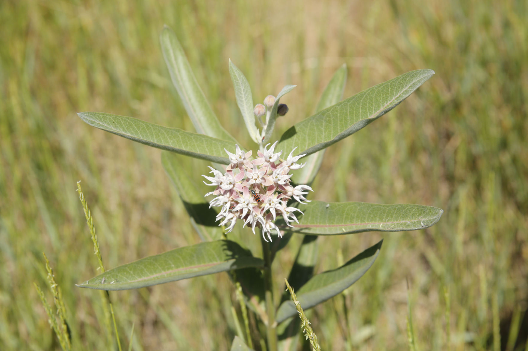 Milkweed